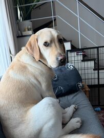愛犬を「切り絵」で表現　完成度が高い作品に感動「紙なの」「どういうこと？」