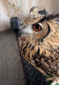 【82歳ばあちゃんとフクロウ】おっさん歩きからの朝のラブラブルーティンがかわいすぎる！