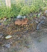 人目につかない場所に置き去りにされていた子犬を保護　安全な場所で無邪気に過ごす姿に「本当に良かった」