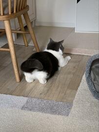 「そのおしりは、どんな気持ちで…？」謎の踏ん張り姿を見せる猫さんに悶絶！