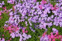 国民年金＋厚生年金「月額10万円未満の人」と「月額20万円以上の人」どちらの方が多い？