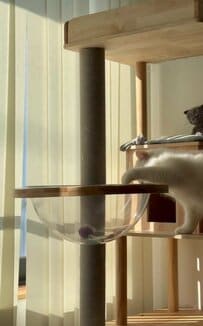 透明ボウルの外からおもちゃを狙う猫→前足で見事ゲットする器用で賢い姿に癒やされる