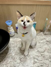 歯磨き前のおねだりをする子猫　願いが叶った至福の表情に悶絶