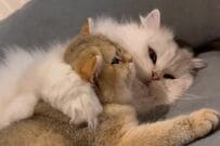 【カゴから絶対に出ない】覚悟を決めた子猫の表情が話題　強気な姿に思わずキュン