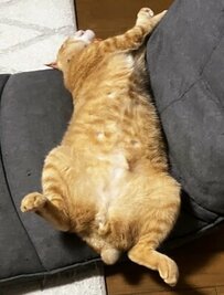 開放的な猫ちゃんがお腹ぱかーっ！！　触りたくなるモフモフお腹　少し曲げた足のつま先にも悶絶