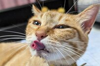 【3万いいね】猫ちゃんの舌が…お菓子のような形に！？　不思議な光景が大反響