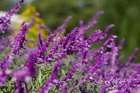 【お金をかけない庭づくり】1苗で大きく育つ秋の花！ナチュラルガーデンにおすすめの宿根草3選