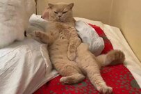 お母さんの周りに集まった猫達　愛おしすぎる行動にいいね1万超