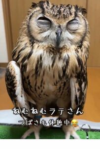 【ねむねむフクロウさん】翼も休憩させてウトウトする姿に癒される人続出！「ほっこりする」「かわいい」