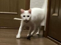 土佐犬と暮らす猫　犬のガムをくわえて戻る姿が「犬すぎる」と話題に