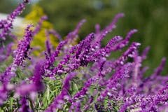 【お金をかけない庭づくり】1苗で大きく育つ秋の花！ナチュラルガーデンにおすすめの宿根草3選
