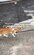 「間に合ってよかった」路上で保護された母猫、その翌日に3匹の赤ちゃんを出産し反響