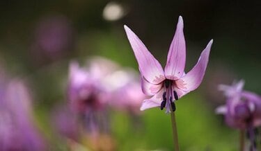 ガーデニング】春に花が咲くオススメの山野草10種類！可憐で清楚な花が