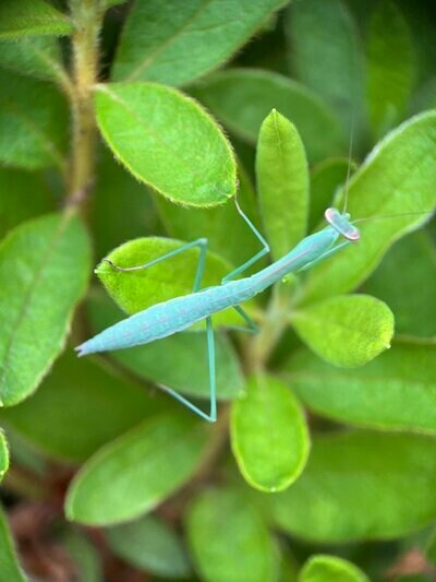 とても綺麗なミント色のカマキリ