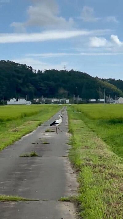 道も優雅に横断しています