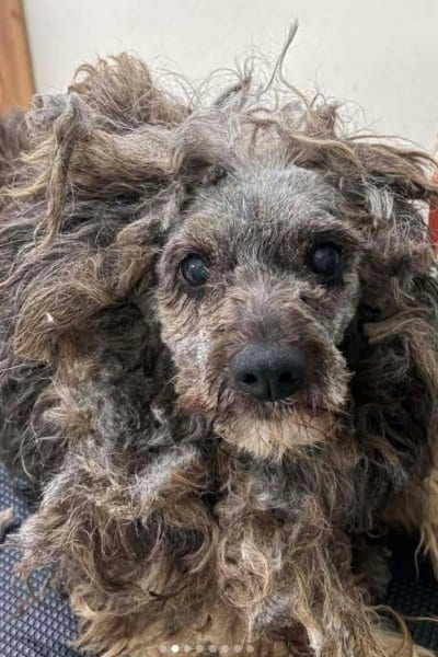 出所：@<u><a href="https://www.instagram.com/greekanimalrescue/p/DZ1hf9FjP3H/" target="_blank">greekanimalrescue</a></u>