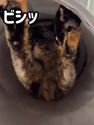 投稿動画のワンシーン