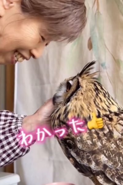 鳴いて答えるフクロウ