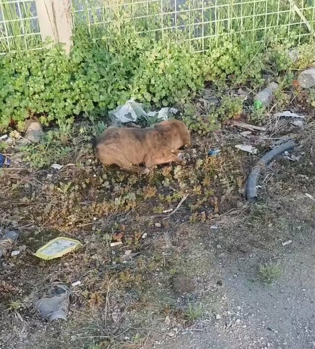 人目につかない場所に置き去りにされていた子犬を保護　安全な場所で無邪気に過ごす姿に「本当に良かった」
