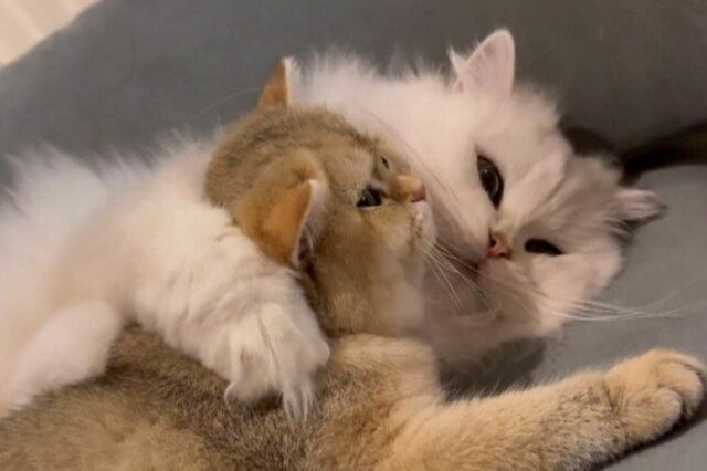 【カゴから絶対に出ない】覚悟を決めた子猫の表情が話題　強気な姿に思わずキュン