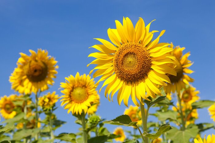 a454/Shutterstock.com