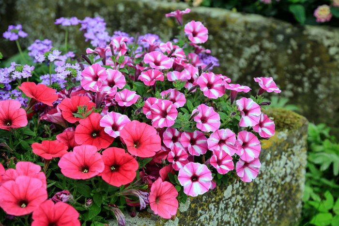 花模様や色合いも様々、豊富な種類を楽しめるペチュニア。