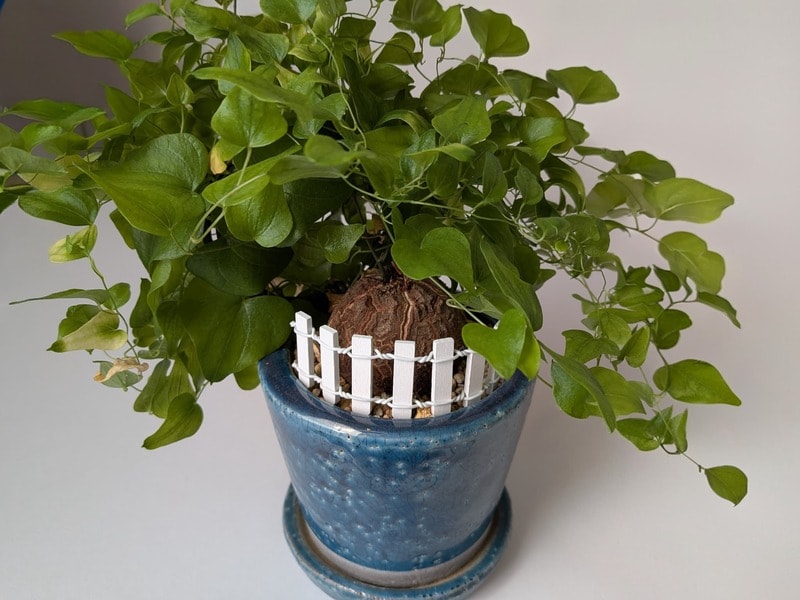 セリア　柵オーナメント