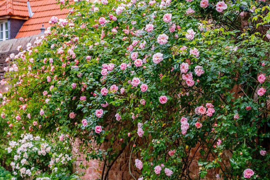 nnattalli/Shutterstock.com