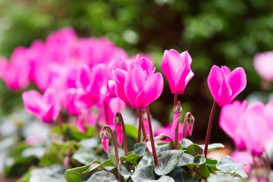 Photo_Traveller/shutterstock.com