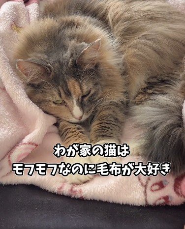 人と毛布が大好きな猫→まさかの場所で眠る姿が微笑ましい