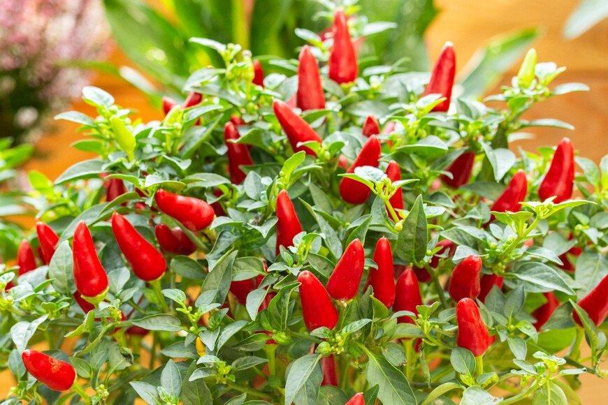 OlgaKorica/istockphoto.com