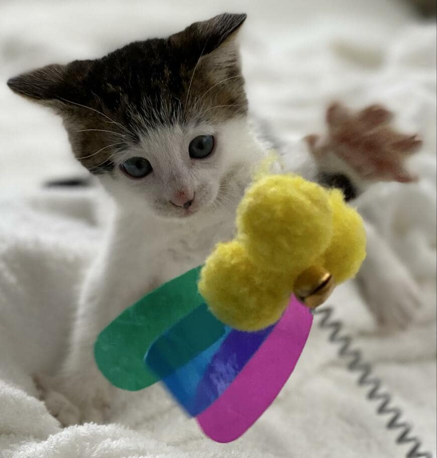 おててを「パー」にして攻撃する子猫　4年が経過すると…まさかのビフォアフに反響