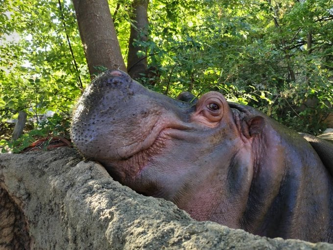 【動物園】「賢すぎるカバ」お部屋に帰る時間を完全に理解しているカバに「時間が分かっていて賢いですね」の声【神戸市】
