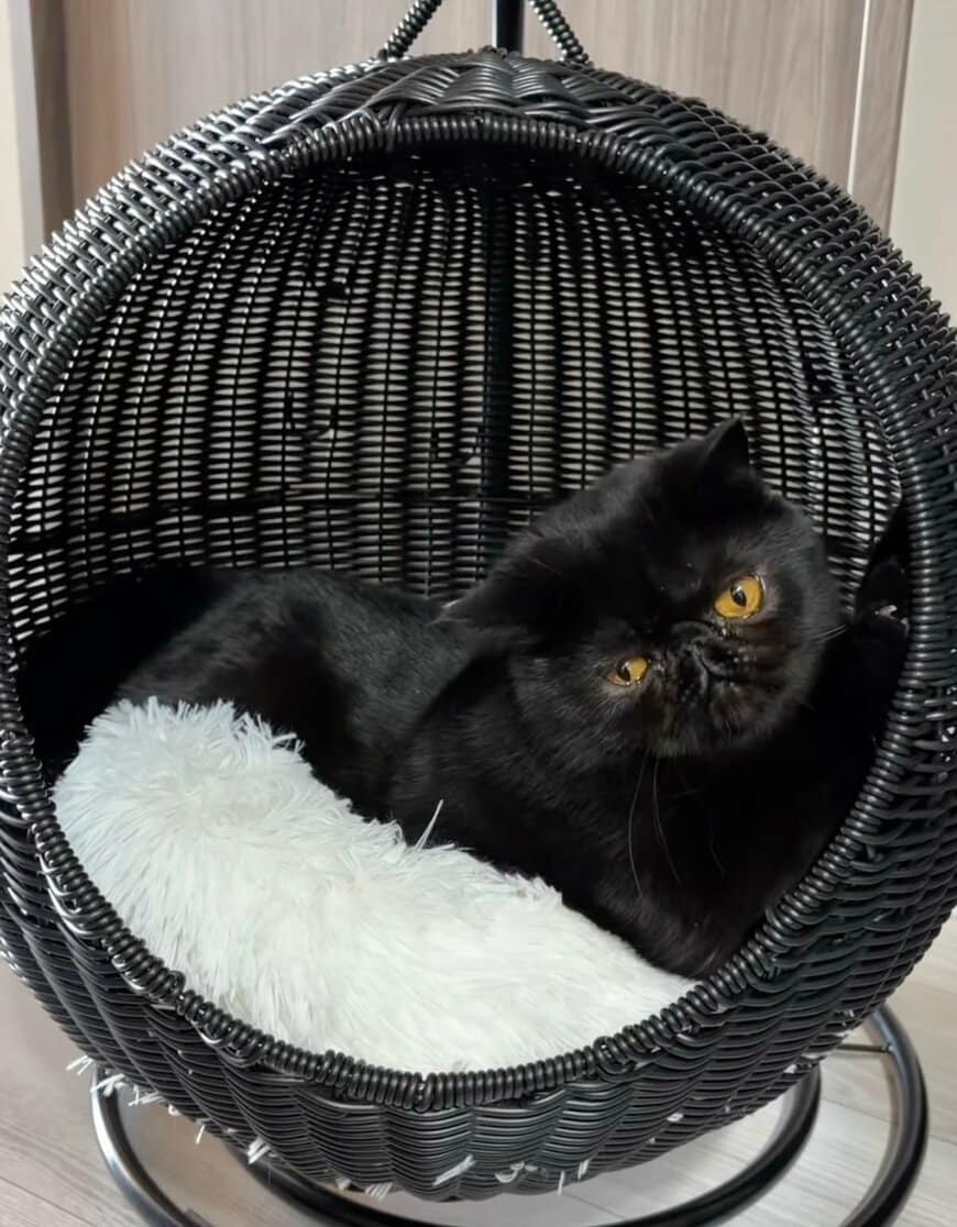 出所：@kotetsu_0420