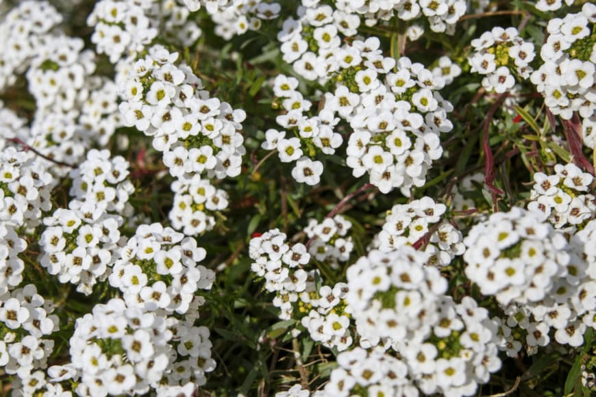 decoplus.inc/istockphoto.com