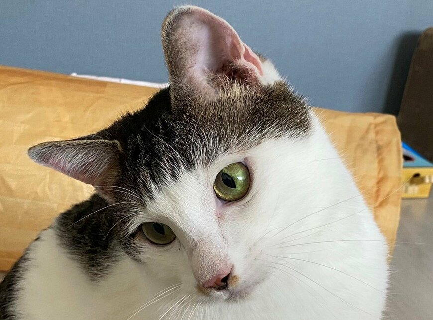 出所：@Saeroyi_cat