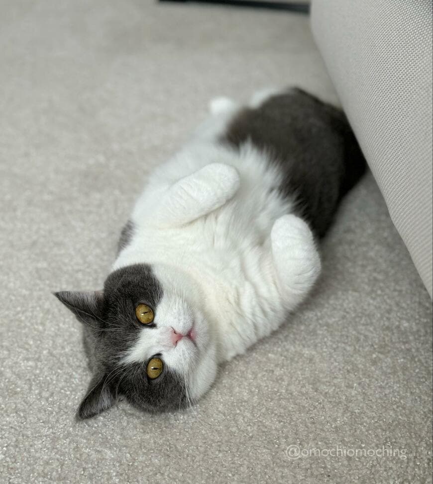 出所：@omochiomoching