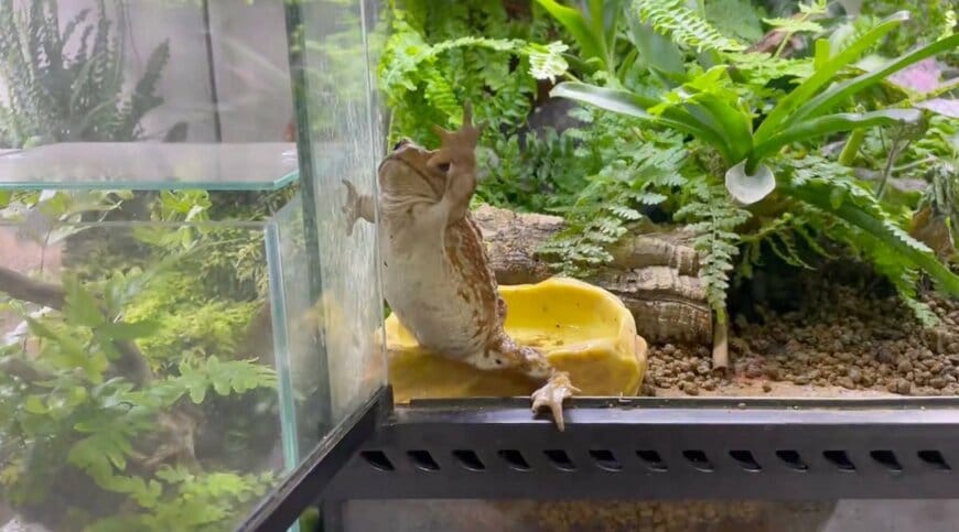 出所：@PIYO_KAERU