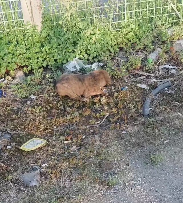 人目につかない場所に置き去りにされていた子犬を保護　安全な場所で無邪気に過ごす姿に「本当に良かった」