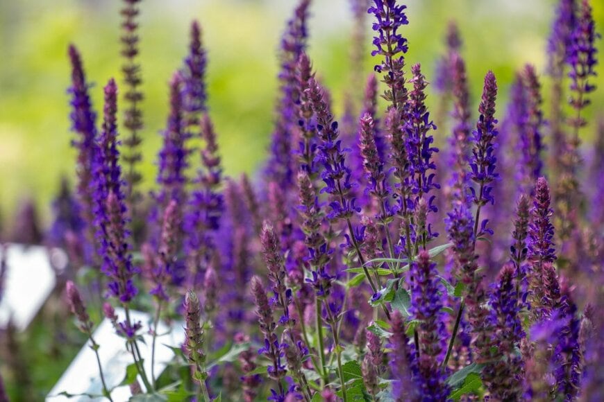 Paul and Studio/shutterstock.com