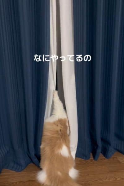 出所：＠maruta_hanakuso