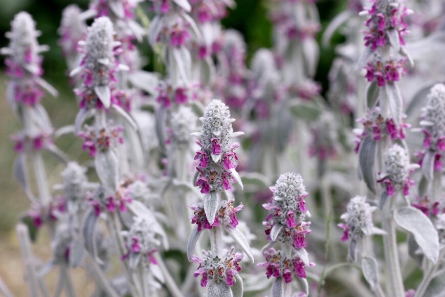 Tibesty/Shutterstock.com