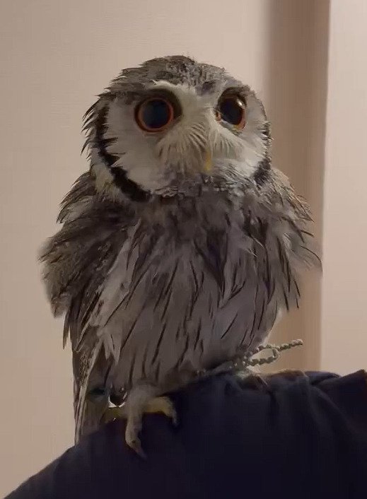 出所：@purinon2929k