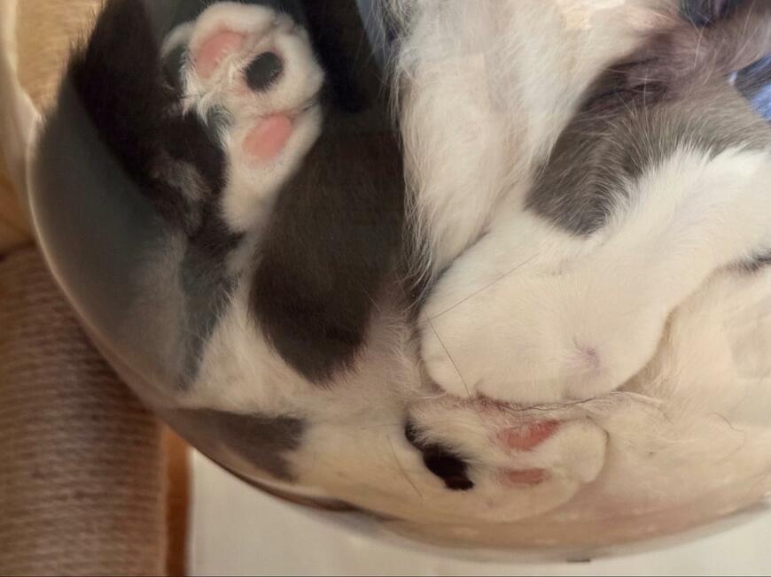 出所：@neko_wagaya