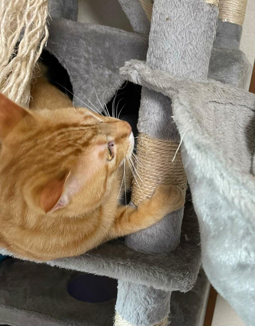 出所：@Beercat_Ana_Dar 