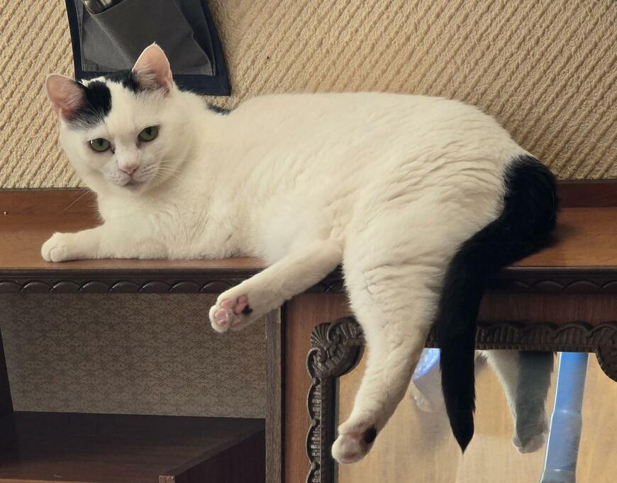 出所：@sironezumi77