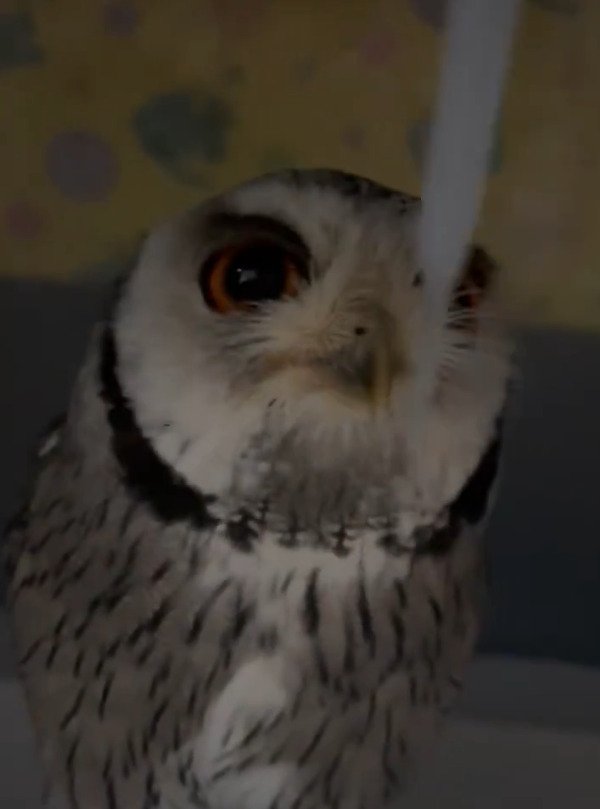 出所：@purinon2929k