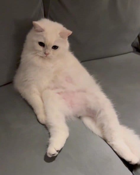 出所：@momosuikitty