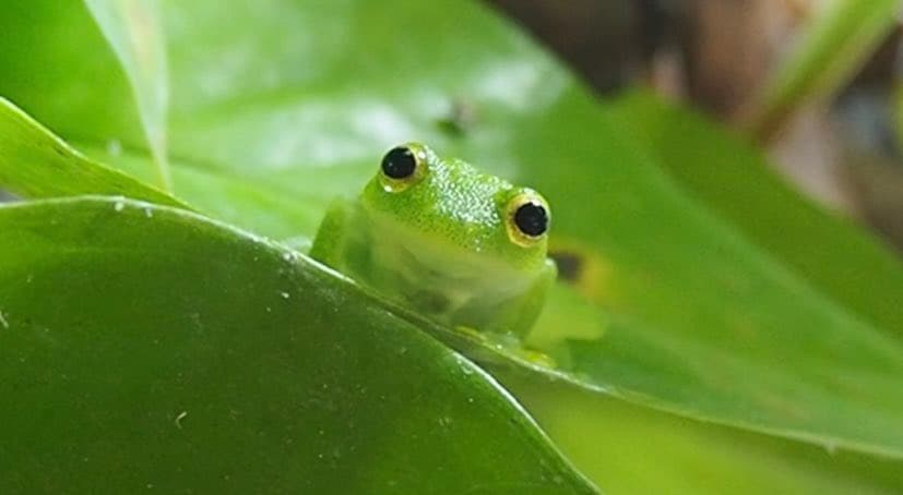 まん丸おめめのカエルの「寝顔」　笑っているような表情に「ウソみたいな可愛さ」