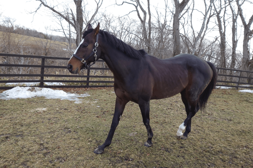 【競馬ファン歓喜】見学可能になったオジュウチョウサン　放牧地でリラックスした様子を見せる